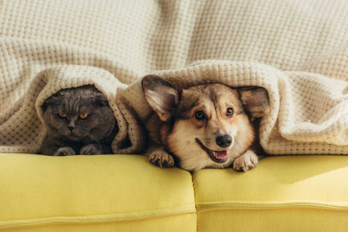 The Best DIY Upgrades for a Pet-Friendly and Stylish Home